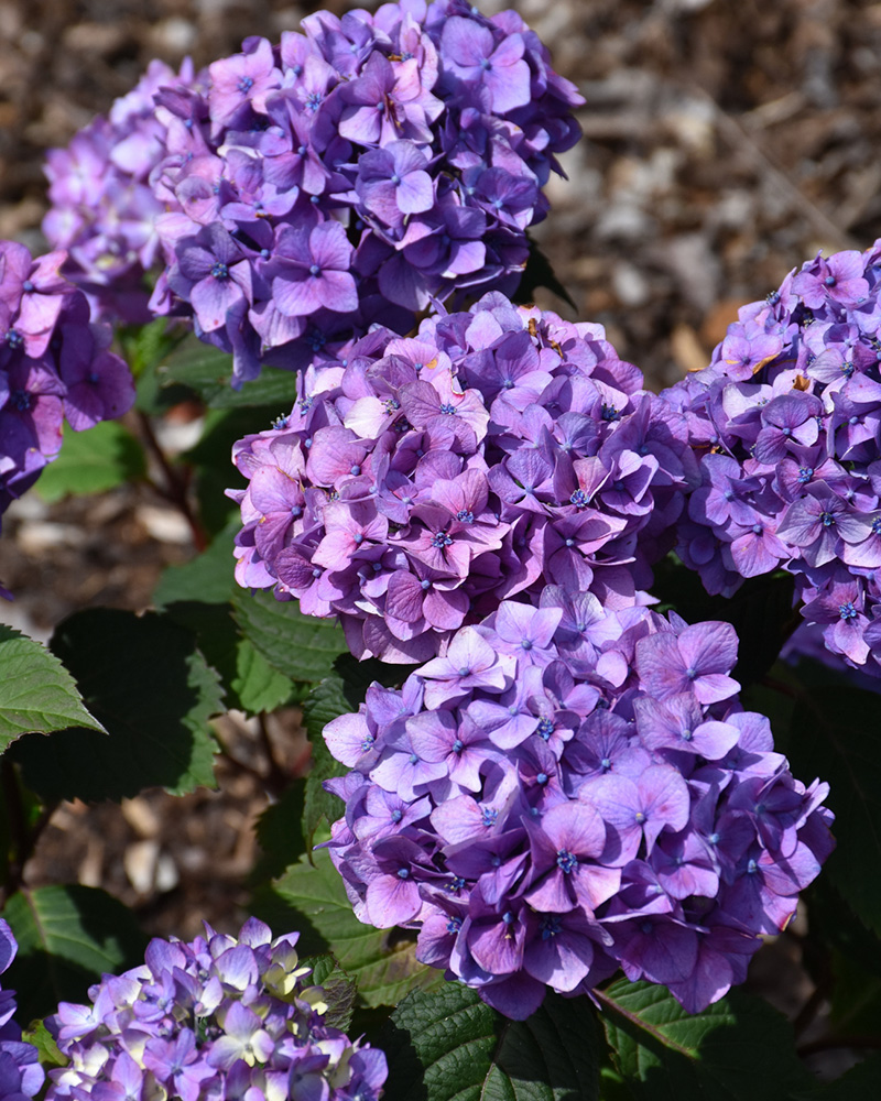 Bloomstruck® Hydrangea #5<br><i>Hydrangea macrophylla 'Bloomstruck®'</br></i>