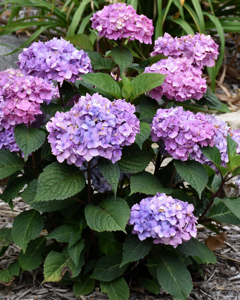 Bloomstruck® Hydrangea #5<br><i>Hydrangea macrophylla \'Bloomstruck®\'</br></i>