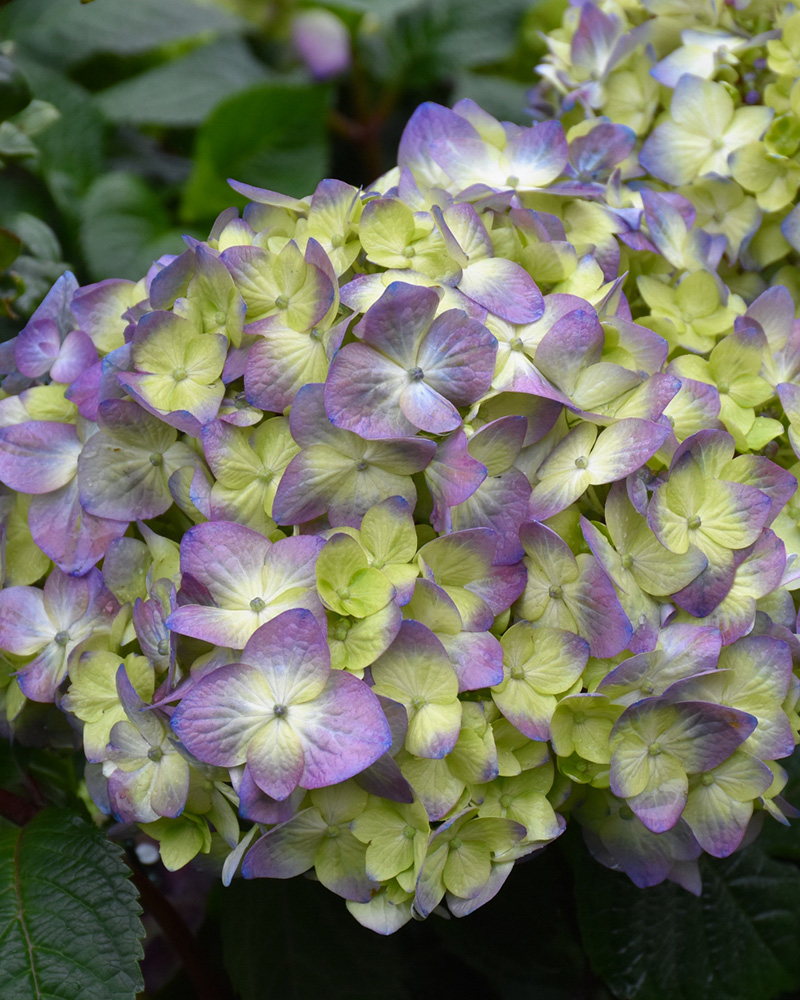 Bloomstruck® Hydrangea #5<br><i>Hydrangea macrophylla \'Bloomstruck®\'</br></i>