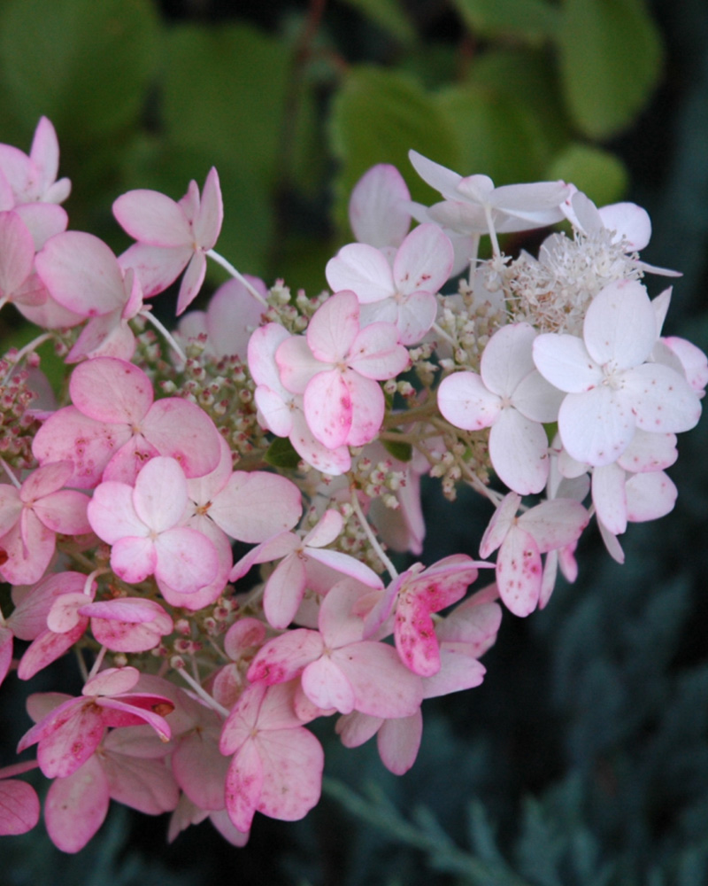 Pink Diamond Hydrangea #5<br><i>Hydrangea paniculata 'Pink Diamond'</br></i>