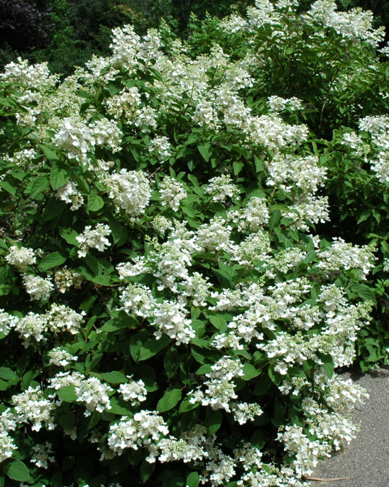 Pink Diamond Hydrangea #5<br><i>Hydrangea paniculata \'Pink Diamond\'</br></i>