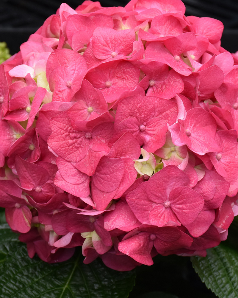 Summer Crush&reg; Hydrangea #5<br><i>Hydrangea macrophylla 'Summer Crush&reg;'</br></i>