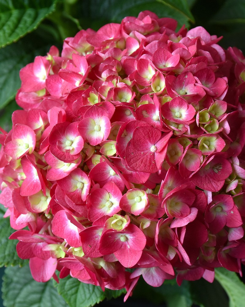 Summer Crush&reg; Hydrangea #5<br><i>Hydrangea macrophylla \'Summer Crush&reg;\'</br></i>