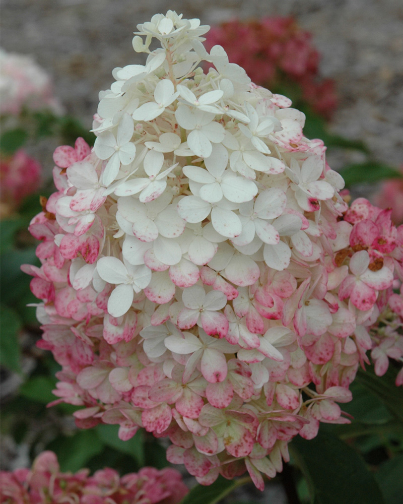 Vanilla Strawberry Hydrangea #5<br><i>Hydrangea paniculata 'Vanilla Strawberry'</br></i>