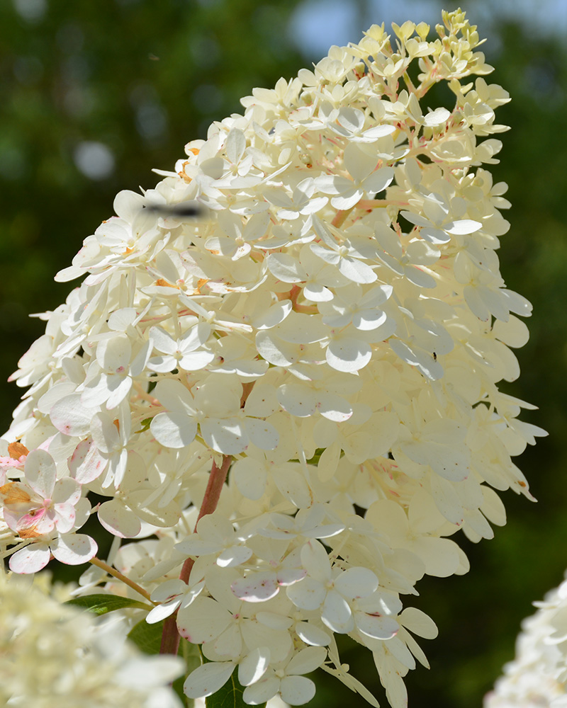 Vanilla Strawberry Hydrangea #5<br><i>Hydrangea paniculata \'Vanilla Strawberry\'</br></i>