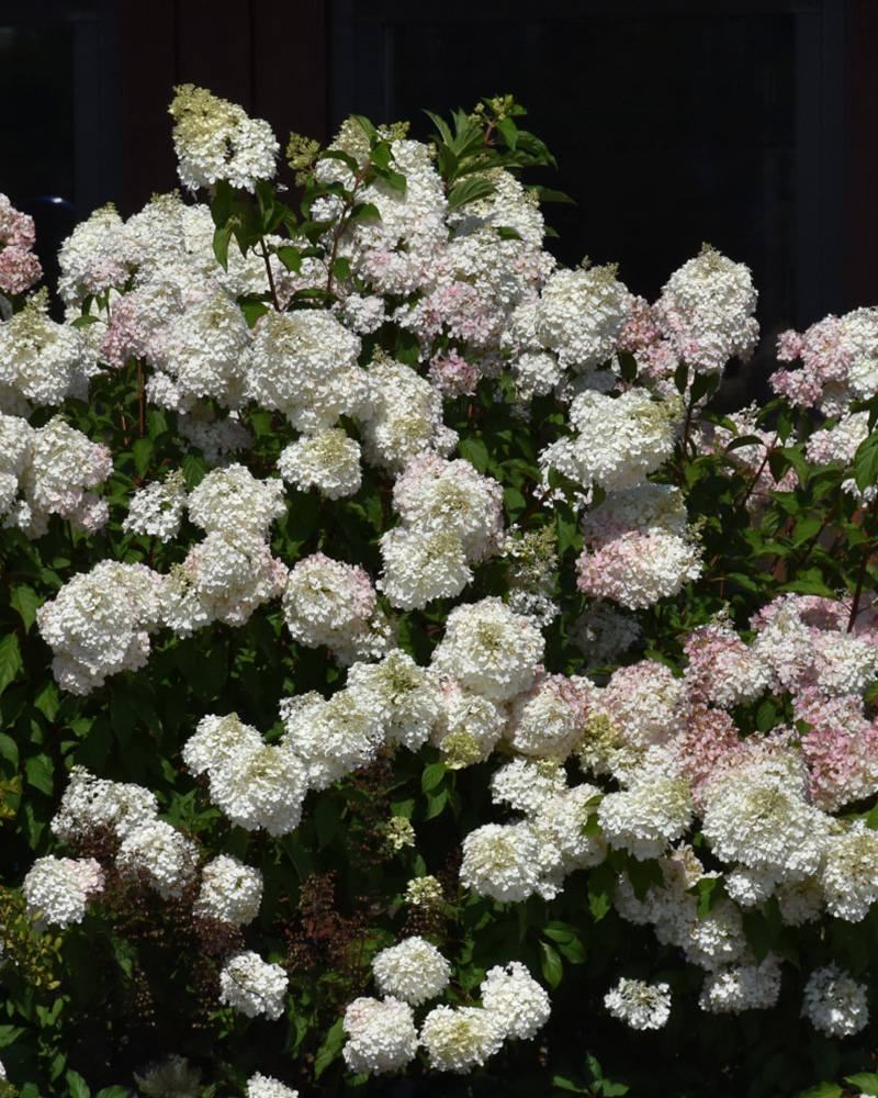 Vanilla Strawberry Hydrangea #5<br><i>Hydrangea paniculata \'Vanilla Strawberry\'</br></i>