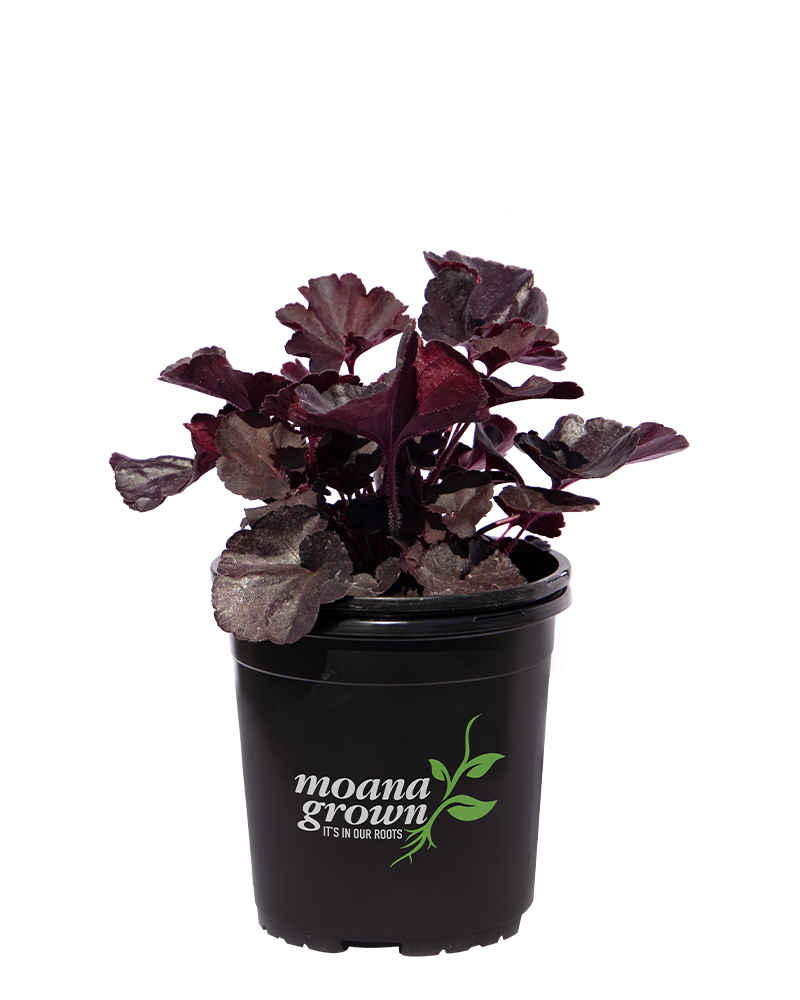 Black Forest Cake Coral Bells #1<br><i>Heuchera 'Black Forest Cake'</br></i>