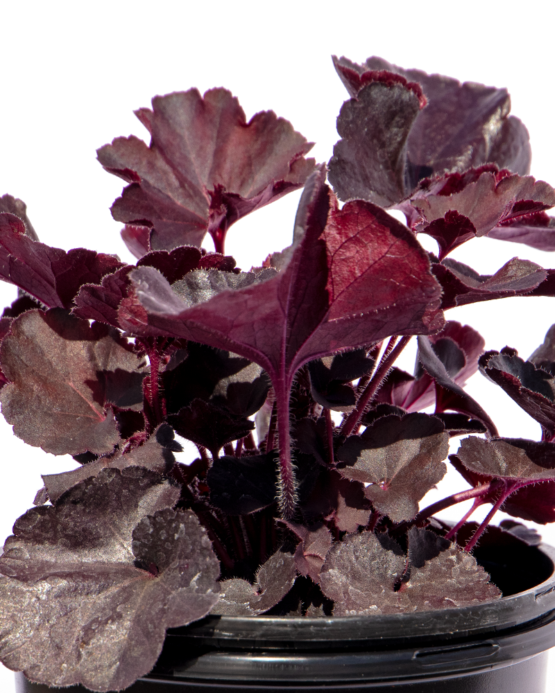 Black Forest Cake Coral Bells #1<br><i>Heuchera \'Black Forest Cake\'</br></i>