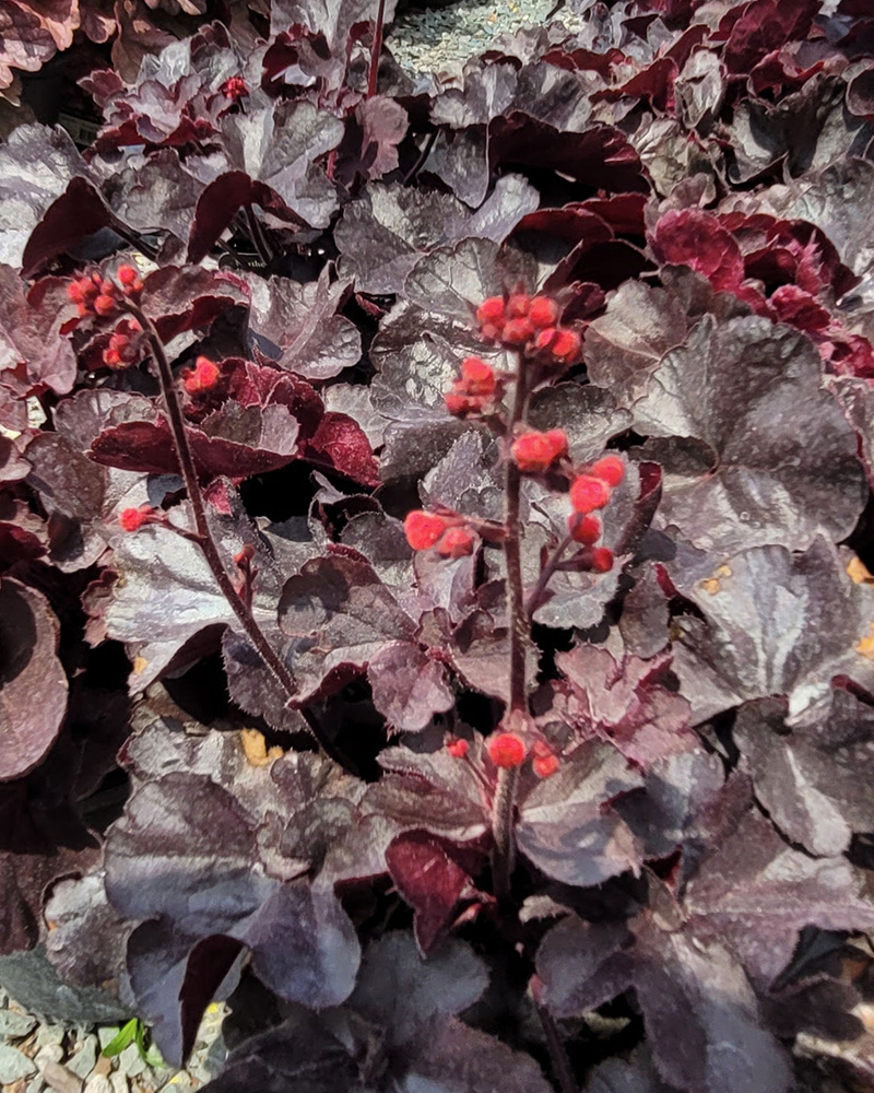 Black Forest Cake Coral Bells #1<br><i>Heuchera \'Black Forest Cake\'</br></i>