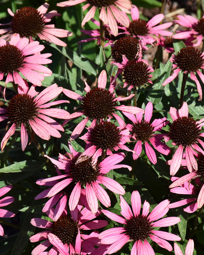 Dark Shadows Wicked Coneflower #1<br><i>Echinacea 'TNECHDSW'</br></i>