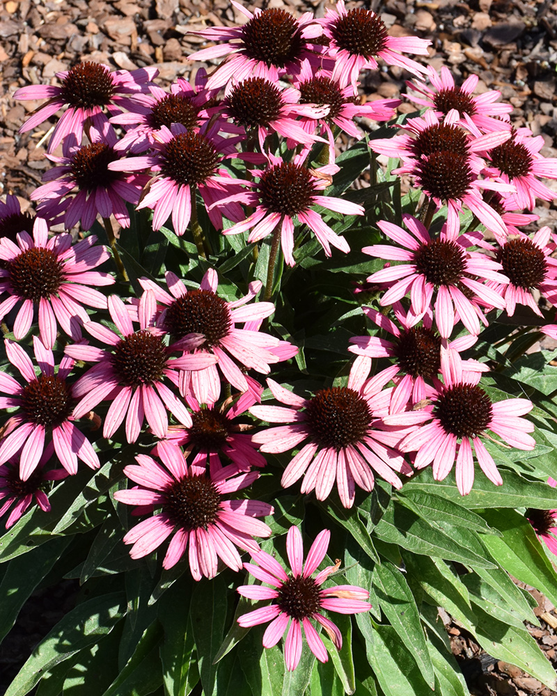 Dark Shadows Wicked Coneflower #1<br><i>Echinacea \'TNECHDSW\'</br></i>