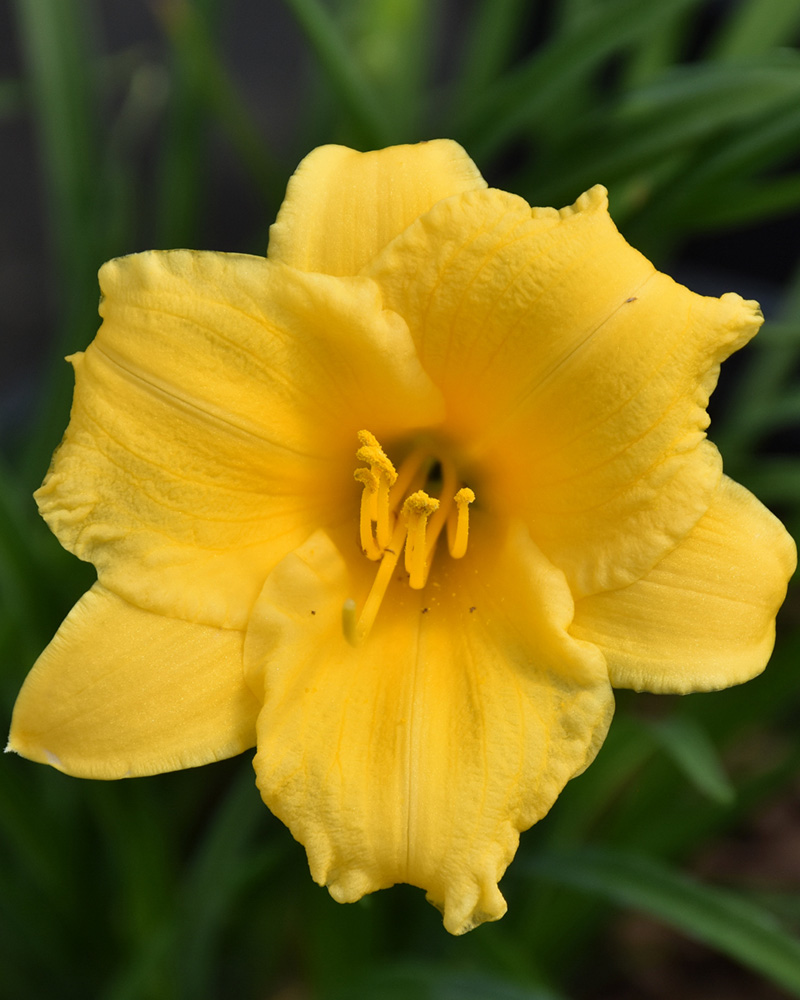 Stella D'Oro Daylily #1<br><i>Hemerocallis 'Stella de Oro'</br></i>