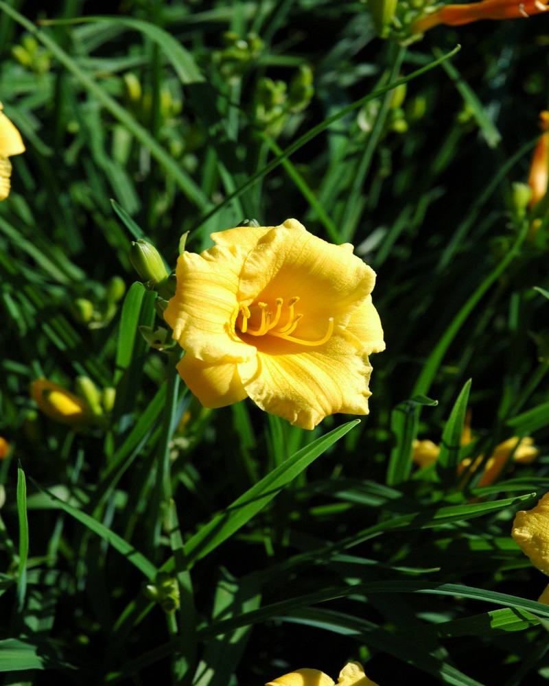 Stella D\'Oro Daylily #1<br><i>Hemerocallis \'Stella de Oro\'</br></i>