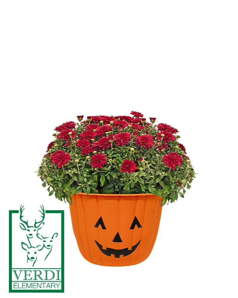 Verdi Elementary School PFA Mini-Mum