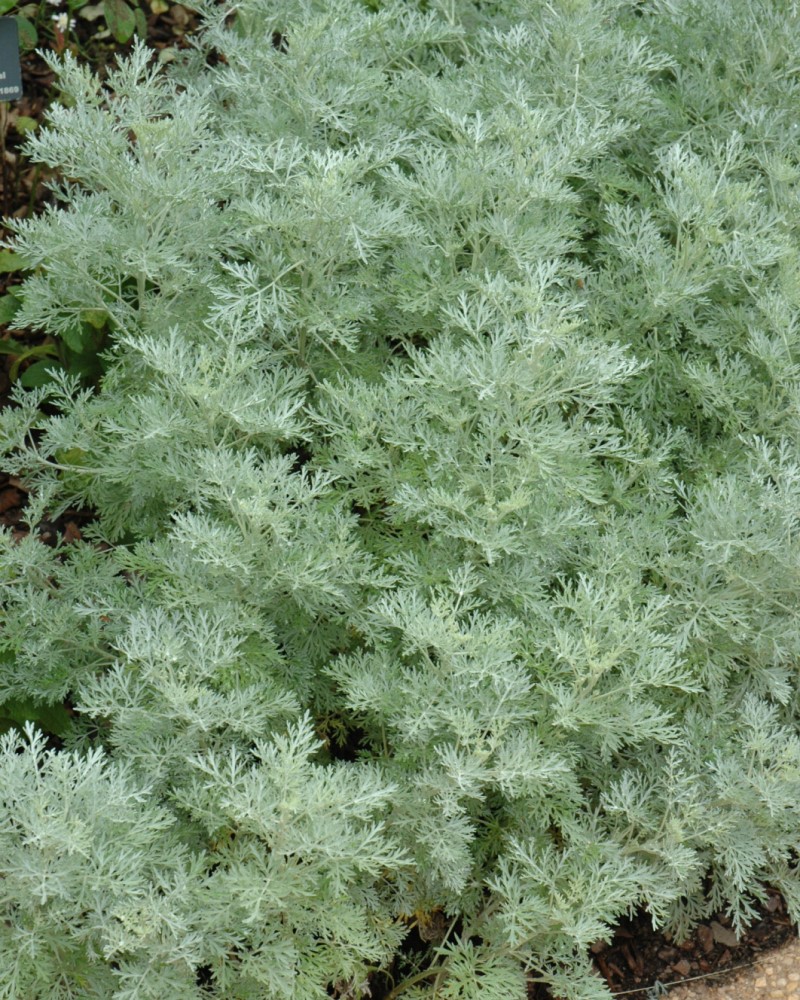 Powis Castle Artemesia #1<br><i>Artemisia \'Powis Castle\'</br></i>