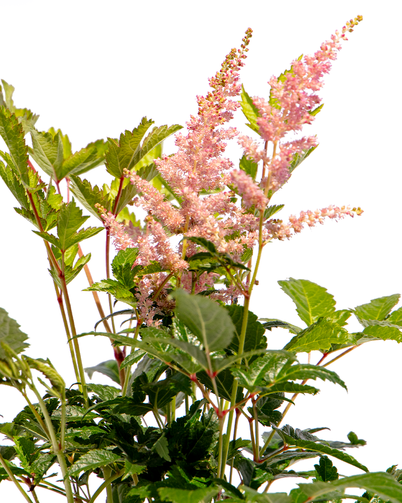 Bressingham Beauty Astilbe #1<br><i>Astilbe x arendsii \'Bressingham Beauty\'</br></i>