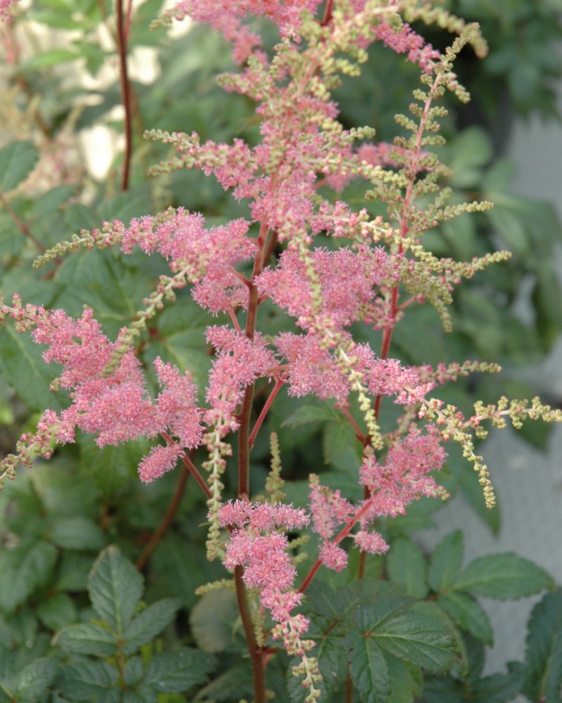 Bressingham Beauty Astilbe #1<br><i>Astilbe x arendsii \'Bressingham Beauty\'</br></i>