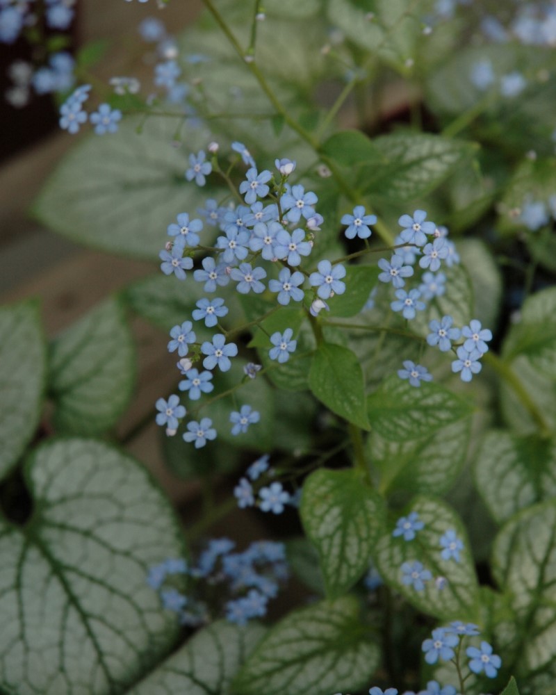 Jack Frost Bugloss #1<br><i>Brunnera macrophylla \'Jack Frost\'</br></i>