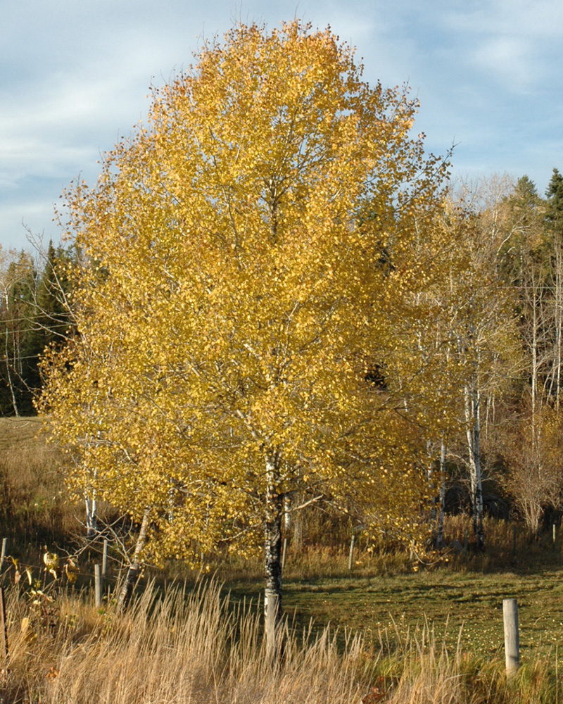 Quaking Aspen #25<br><i>Populus tremuloides</br></i>