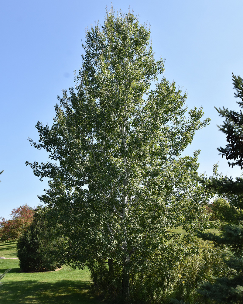 Quaking Aspen #25<br><i>Populus tremuloides</br></i>