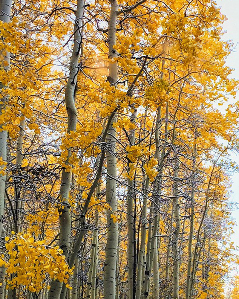 Quaking Aspen (multi-stem) #20<br><i>Populus tremuloides (multi-stem)</br></i>