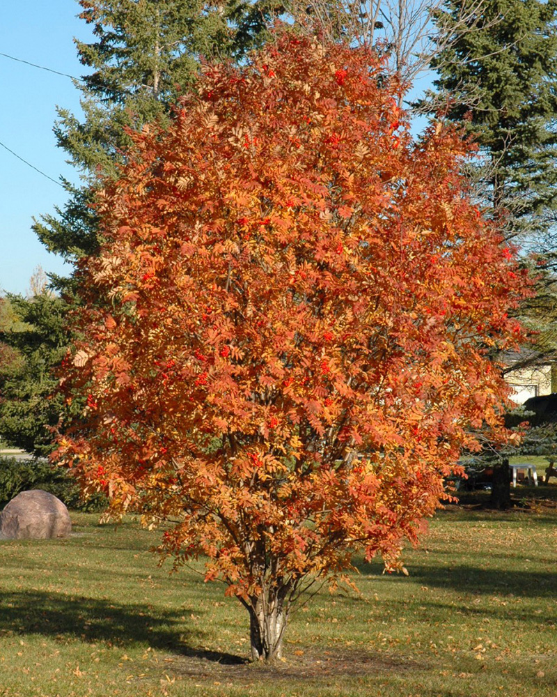 Cardinal Royal Mountain Ash #20<br><i>Sorbus aucuparia 'Michred'</br></i>