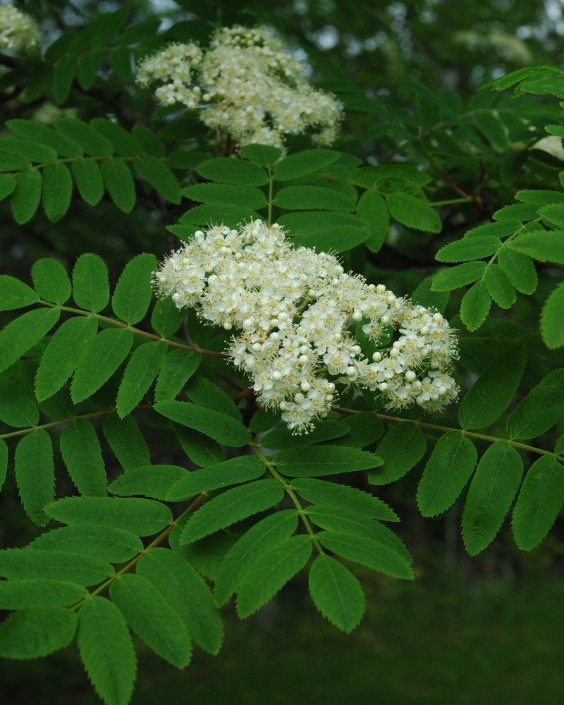 Cardinal Royal Mountain Ash #20<br><i>Sorbus aucuparia \'Michred\'</br></i>