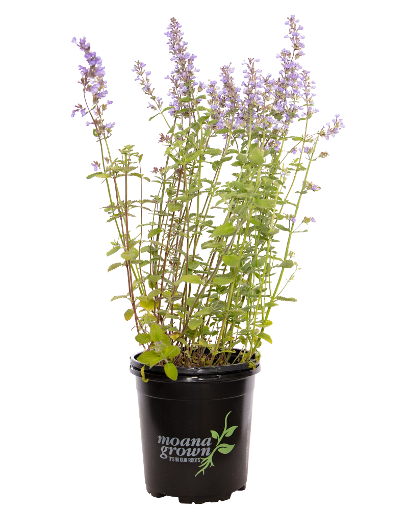 Purrsian Blue Catmint #1<br><i>Nepeta x faassenii Purrsian Blue</br></i>