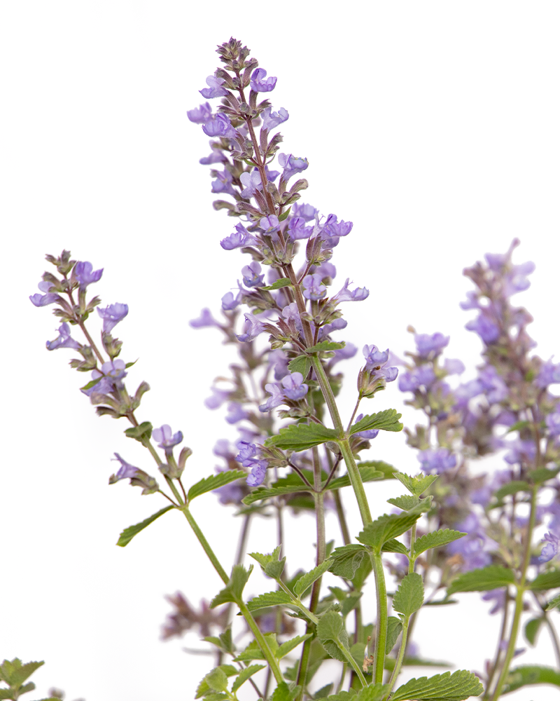 Purrsian Blue Catmint #1<br><i>Nepeta x faassenii Purrsian Blue</br></i>