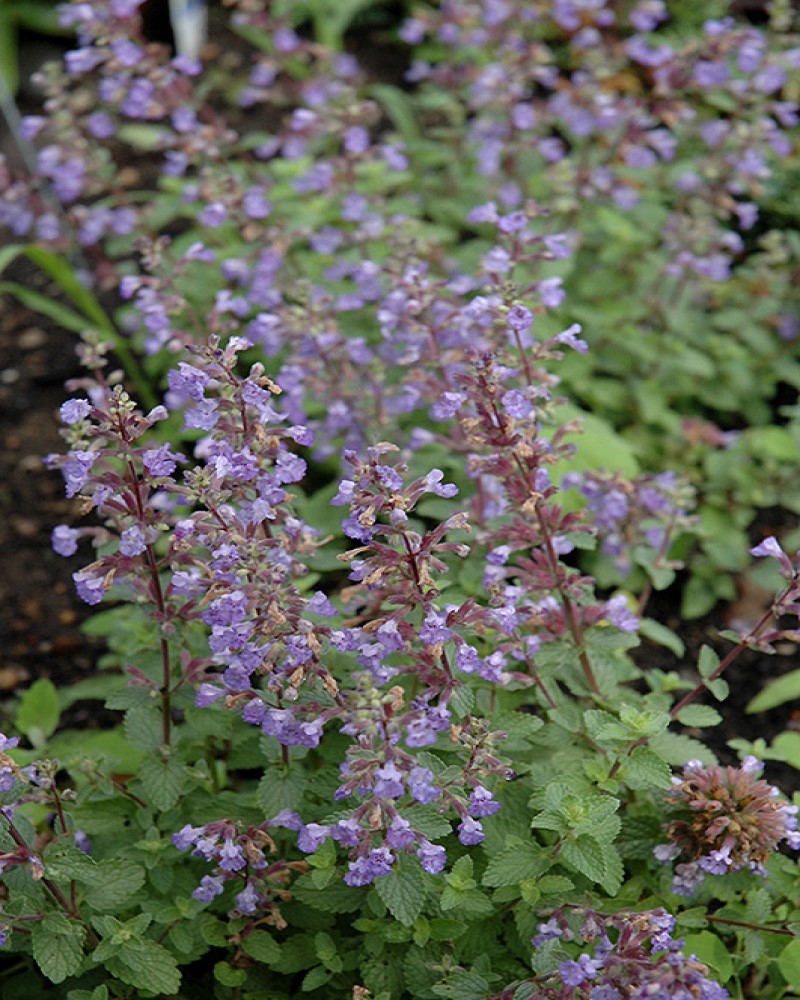 Purrsian Blue Catmint #1<br><i>Nepeta x faassenii Purrsian Blue</br></i>