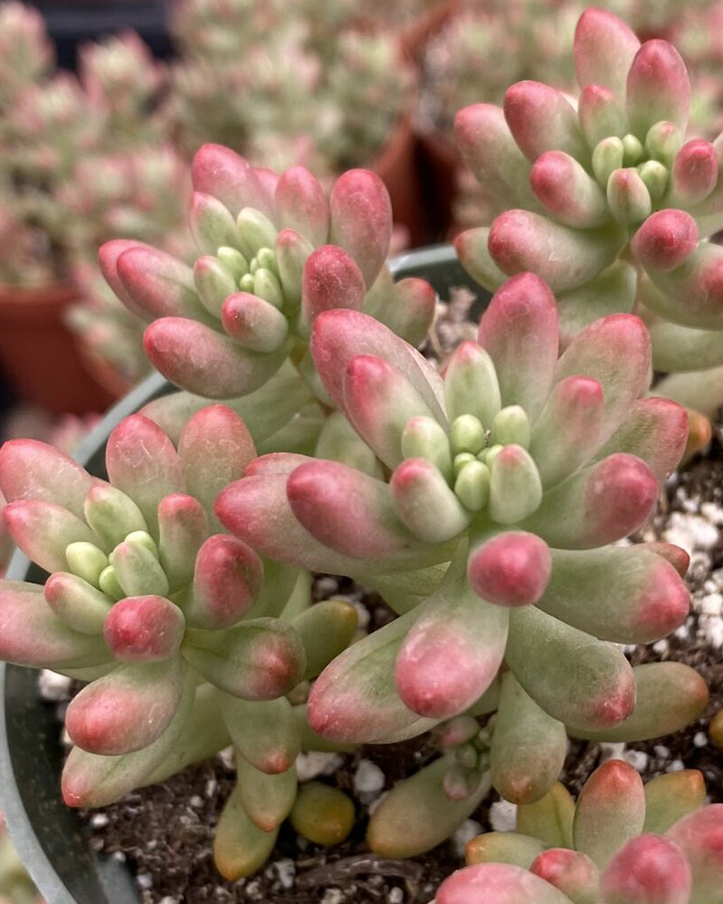 Sedum Rubrotinctum Aurora 4"