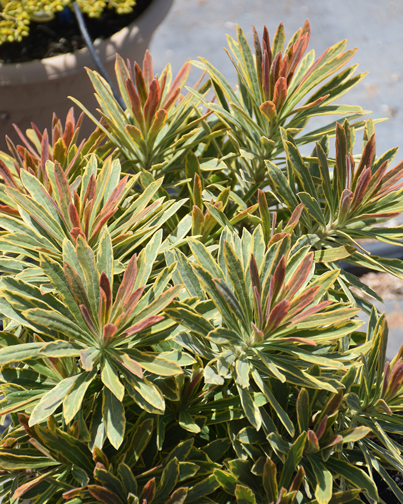 Ascot Rainbow Variegated Spurge #1<br><i>Euphorbia 'Ascot Rainbow'</br></i>