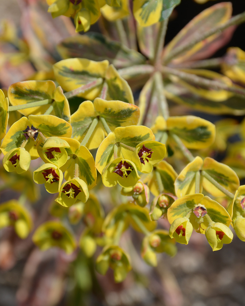 Ascot Rainbow Variegated Spurge #1<br><i>Euphorbia \'Ascot Rainbow\'</br></i>