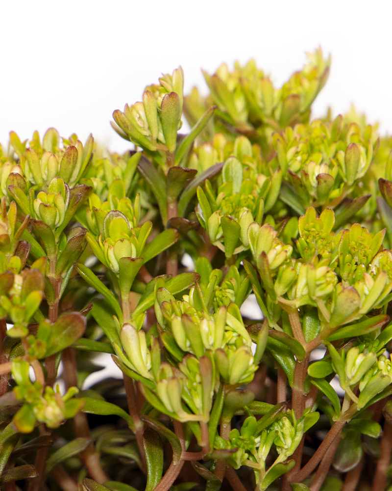 Salsa Verde Stonecrop #1<br><i>Sedum makinoi \'Salsa Verde\'</br></i>