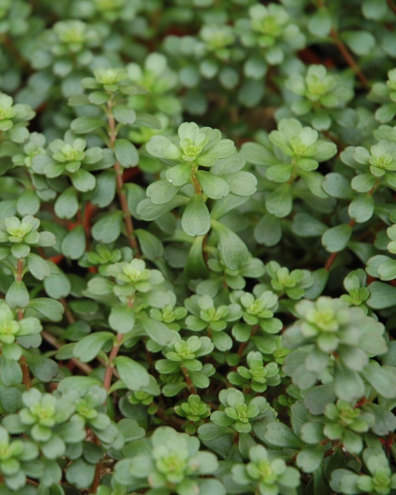 Salsa Verde Stonecrop #1<br><i>Sedum makinoi \'Salsa Verde\'</br></i>