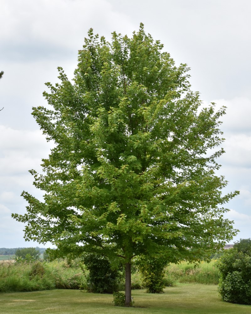 Autumn Blaze Maple #25<i><br>Acer x freemanii 'Jeffersred'</i></bre>