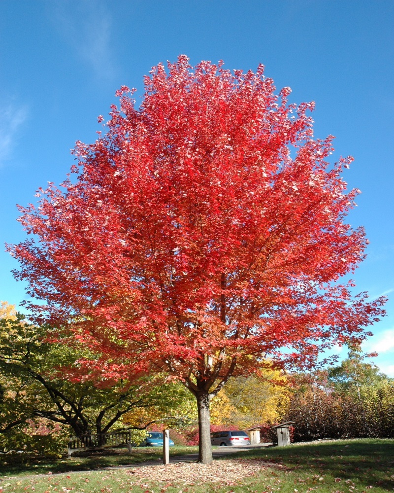 Autumn Blaze Maple #25<i><br>Acer x freemanii \'Jeffersred\'</i></bre>