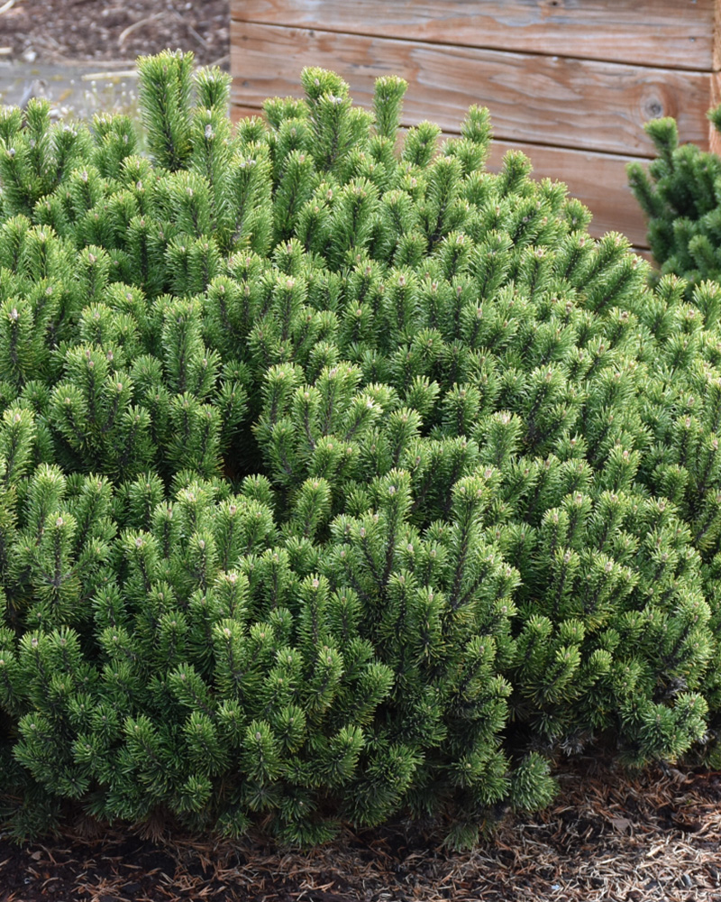 Slowmound Mugo Pine #3<br><i>Pinus mugo 'Slowmound'</br></i>