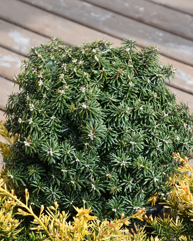 Cis Dwarf Korean Fir #3<br><i>Abies koreana 'Cis'</br></i>