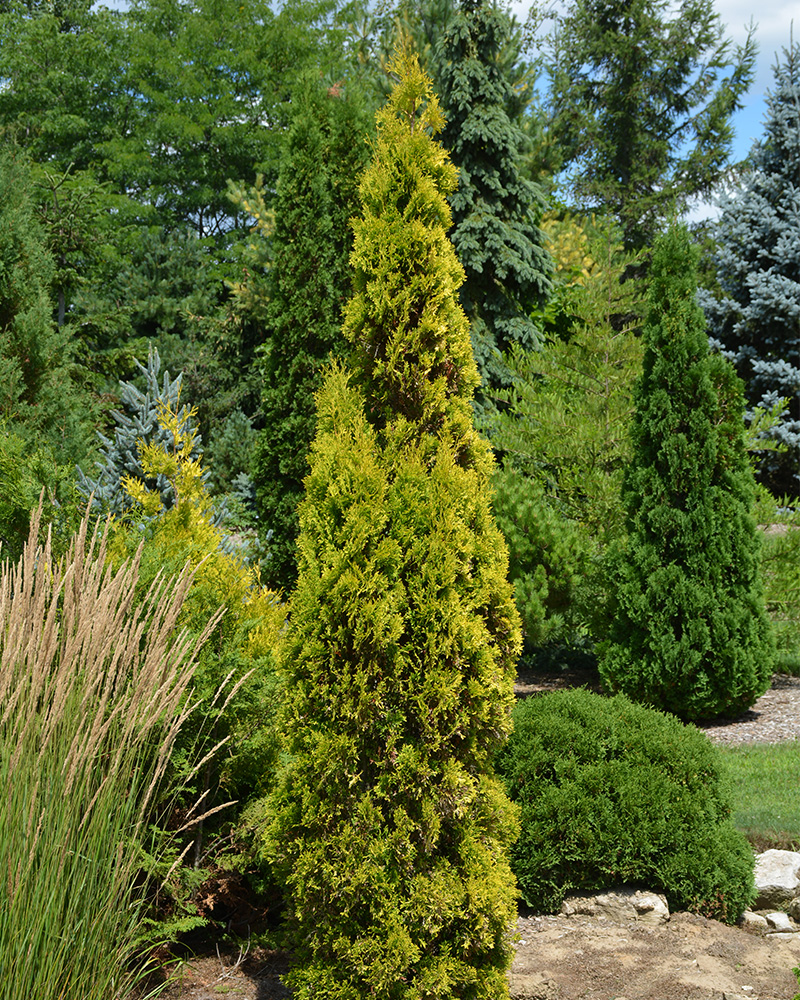 Amber Gold Arborvitae #3<br><i>Thuja occidentalis 'Jantar'</br></i>