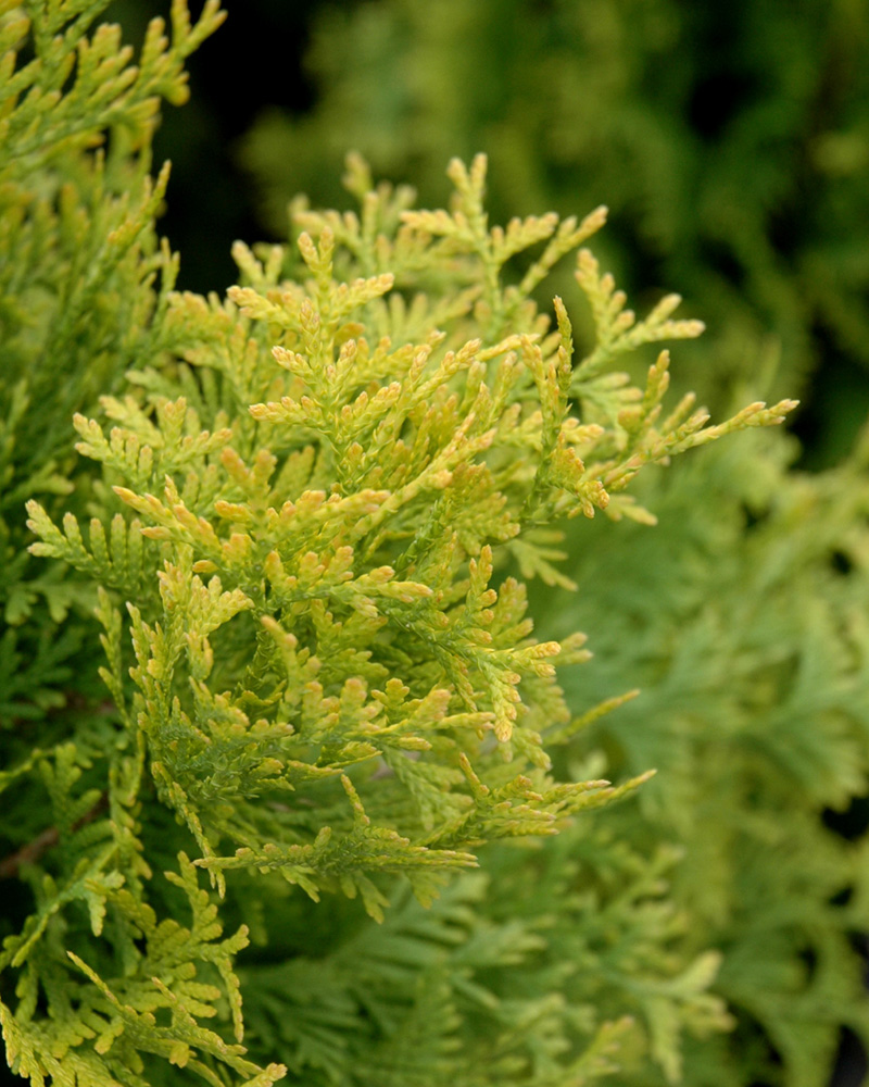 Amber Gold Arborvitae #3<br><i>Thuja occidentalis \'Jantar\'</br></i>