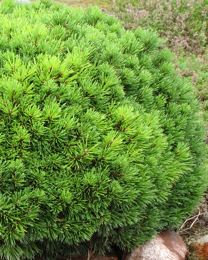 Mops Mugo Pine | Pinus mugo 'Mops' | Shrubs Available in Reno