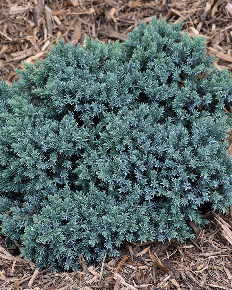 Blue Star Juniper #3<br><i>Juniperus squamata 'Blue Star'</br></i>