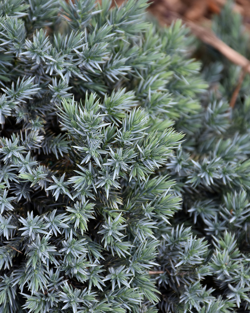 Blue Star Juniper #3<br><i>Juniperus squamata \'Blue Star\'</br></i>