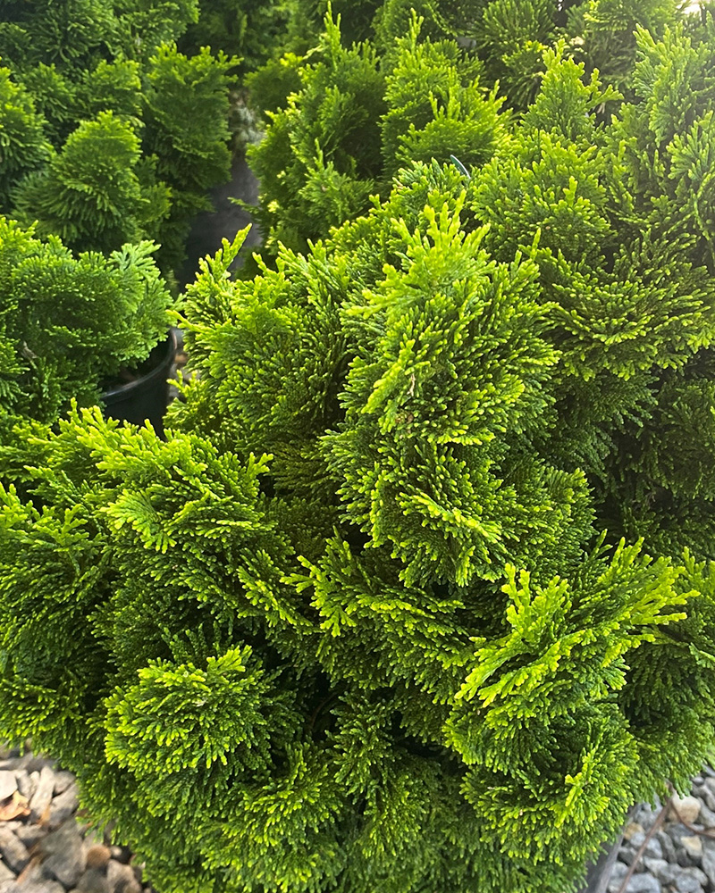 Dwarf Golden Hinoki Falsecypress #3<br><i>Chamaecyparis obtusa 'Nana Lutea'</br></i>