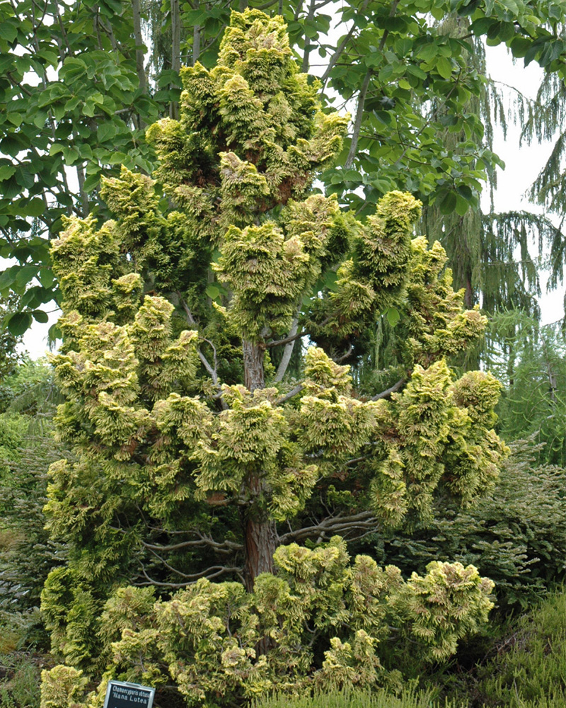 Dwarf Golden Hinoki Falsecypress #3<br><i>Chamaecyparis obtusa \'Nana Lutea\'</br></i>