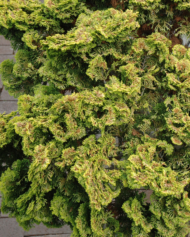 Dwarf Golden Hinoki Falsecypress #3<br><i>Chamaecyparis obtusa \'Nana Lutea\'</br></i>