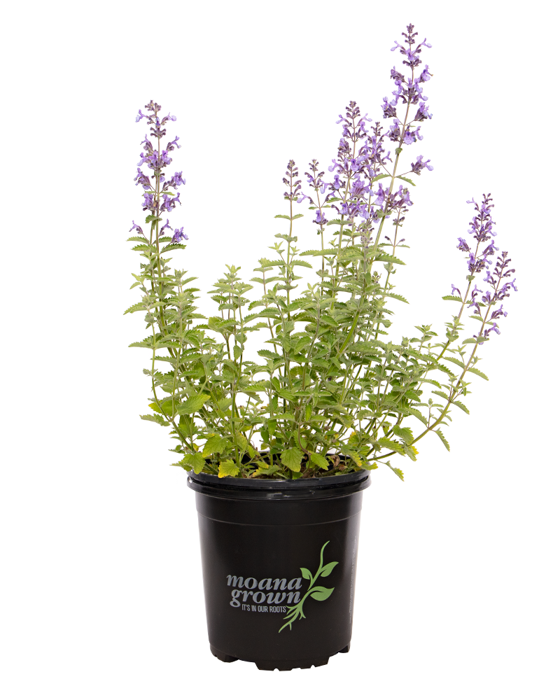 Junior Walker Catmint #1<br><i>Nepeta x faassenii Novanepjun</br></i>