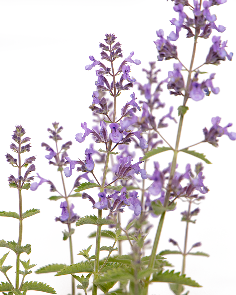 Junior Walker Catmint #1<br><i>Nepeta x faassenii Novanepjun</br></i>