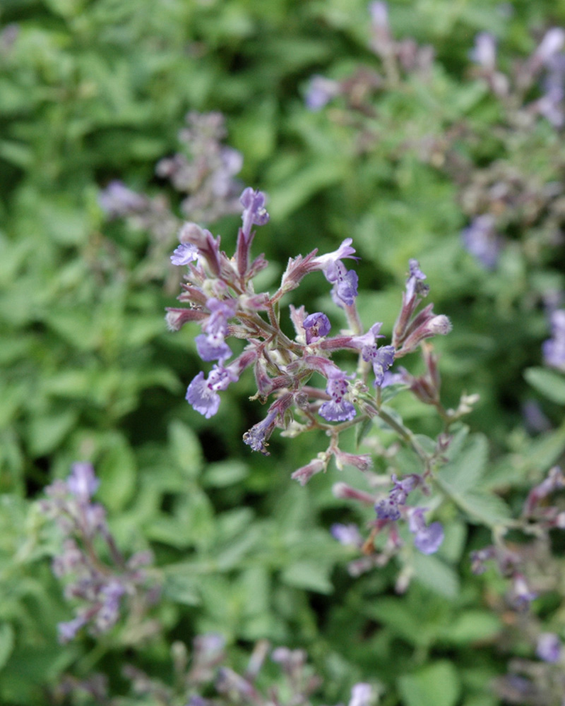 Junior Walker Catmint #1<br><i>Nepeta x faassenii Novanepjun</br></i>